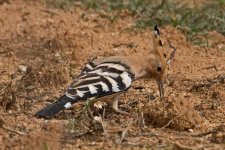 1Hoopoe 2 Alvor Portugal  1310101.jpg