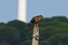 1Raptors Buzzard 2 Brau Sao Jauo 1410101.jpg