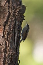 1Treecreeper Short Toed 1 Quinta du Lago Portugal 0610101.jpg