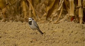 DSCN3266 white wagtail bf.jpg