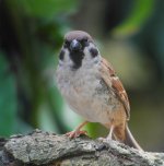 tree sparrow P7000 DSCN1427.jpg