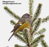 White-winged Grosbeak fem 700.jpg