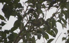 Goldcrest.jpg