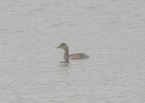 Little Grebe.jpg