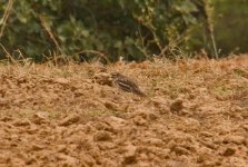 1Stone Curlew Alvor Portugal  0810101.jpg