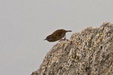 1Wren 1 Foia Portugal 1610101.jpg