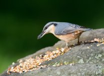 NuthatchShillito800.jpg