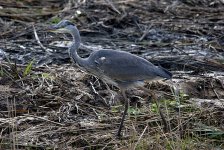 Grey Heron (R).jpg