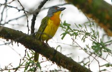 Grey-headed Bush-Shrike.jpg