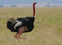 Masai Ostrich male.jpg