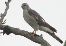 Ovambo Sparrowhawk immature.jpg