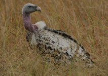 Rupell's Griffon Vulture.jpg