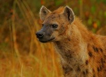 Spotted Hyena.jpg