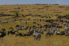 Wildebeeste Migration.jpg