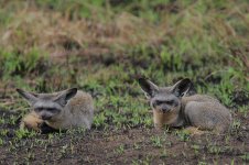 Bat-eared Fox pair.jpg