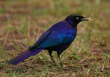 Rupell's long-tailed Starling.jpg