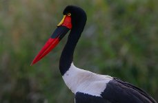 Saddle-bIlled Stork female.jpg