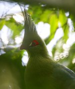 Schalow's Turaco headshot.jpg