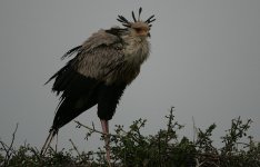 Secretary Bird in rain.jpg