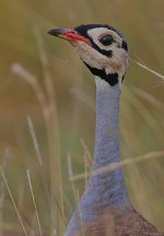 White-bellied Bustard male.jpg