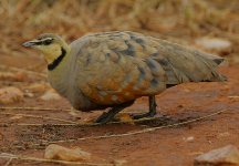 Yellow-throated Sandgrouse male.jpg