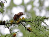 IMG_7373_Crossbill.jpg