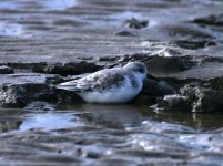 sanderling.jpg