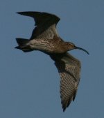 curlew in flight2.jpg