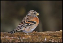 brambling.jpg