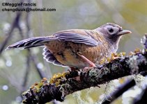 Barred laughingthrush 700.jpg