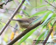 yellow-bellied Bush Warbler.jpg