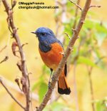 Blue-fronted Redstart 700.jpg