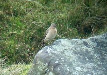 wheatear 18th Oct.jpg