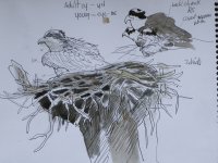 Osprey sketches 2.jpg