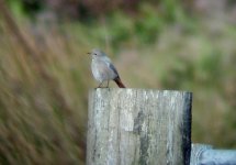 black redstart 5.jpg