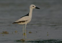 Crab Plover.jpg