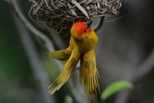 Golden Palm Weaver displaying.jpg