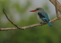 Mangrove Kingfisher.jpg