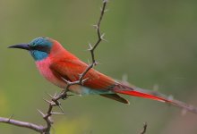 Northern Carmine Bee-eater.jpg