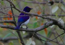 Violet-backed Starling male.jpg