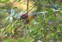 5.Thick Billed Green Pigeon.JPG