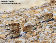 Plain Mountain Finch 700.jpg