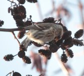 redpoll16.jpg