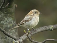 Woodchat Shrike, Hartlepool 7 BF.jpg