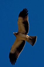 x1Raptors Booted Eagle Light Phase 1 Cape St Vincent 1110101.jpg