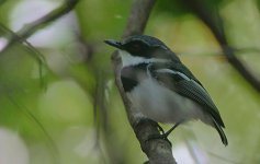 Forest Batis male.jpg