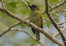 Green Barbet.jpg