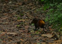 Golden-rumped Sengi.jpg