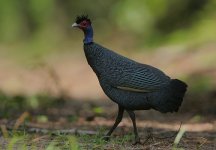 Kenyan Crested Guineafowl.jpg