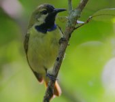 Plain-backed Sunbird.jpg